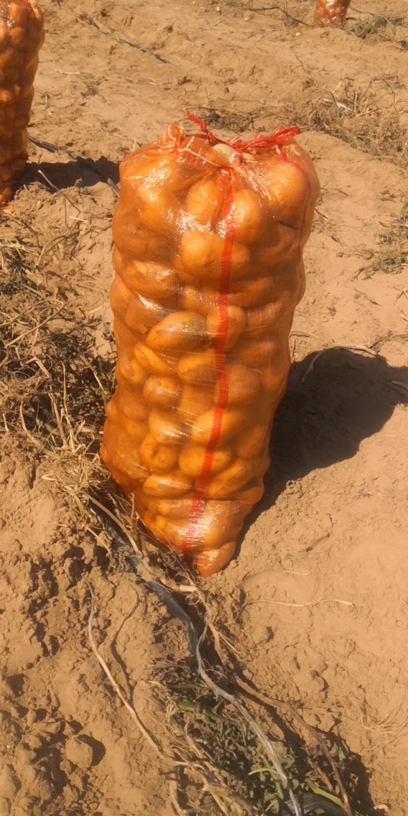 陕北沙漠土豆V7产地直发一手货源质量保证欢迎订购