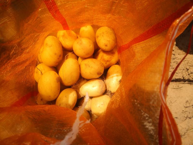 陕北沙漠土豆V7产地直发一手货源质量保证欢迎订购