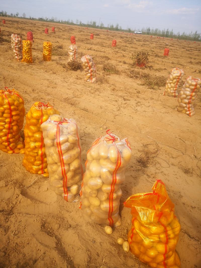 陕北沙漠土豆V7产地直发一手货源质量保证欢迎订购