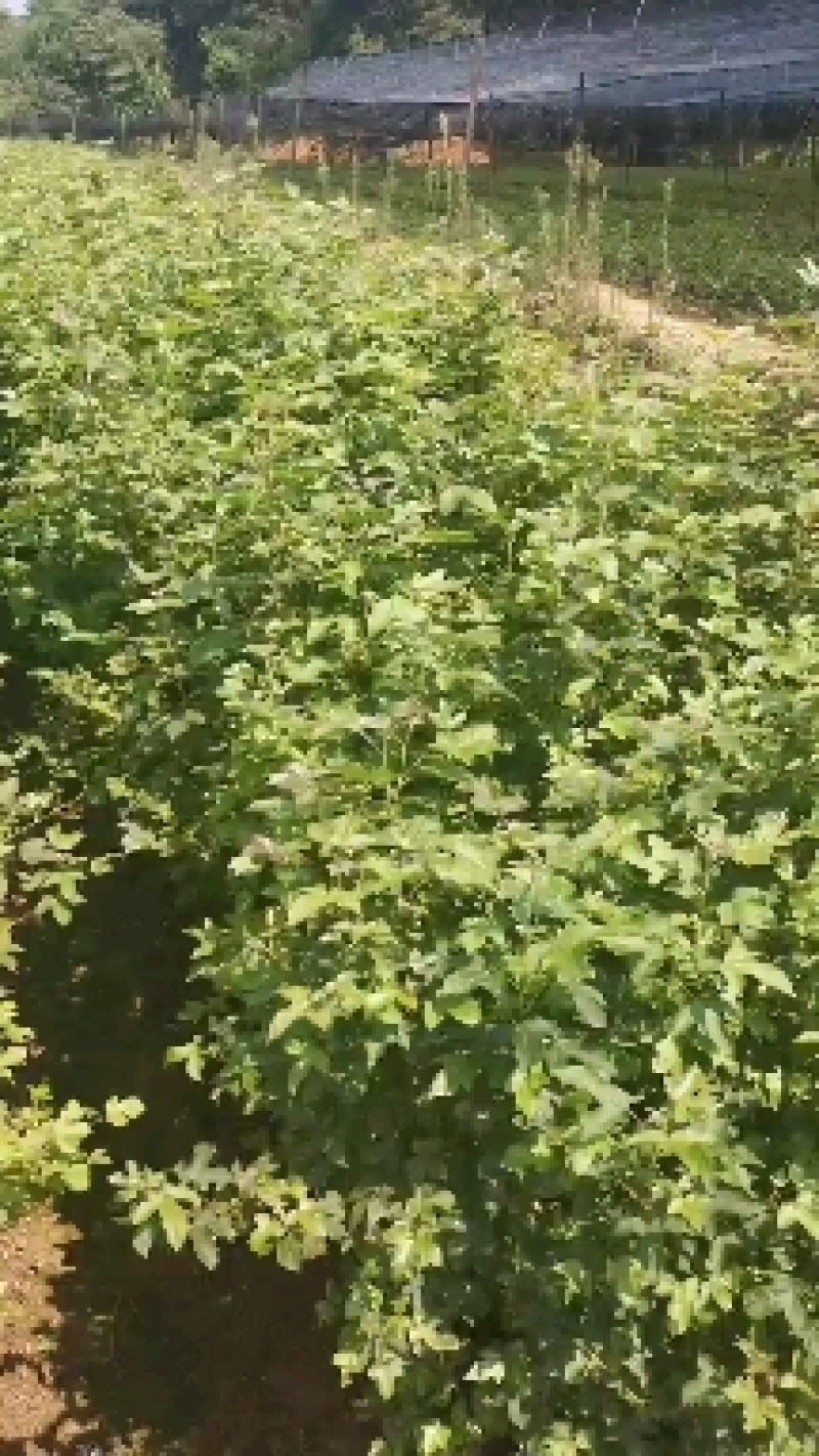 两年枫香小苗，1公分枫香，2公分枫香，3公分枫香，优质苗