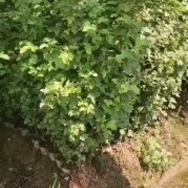 两年枫香小苗，1公分枫香，2公分枫香，3公分枫香，优质苗