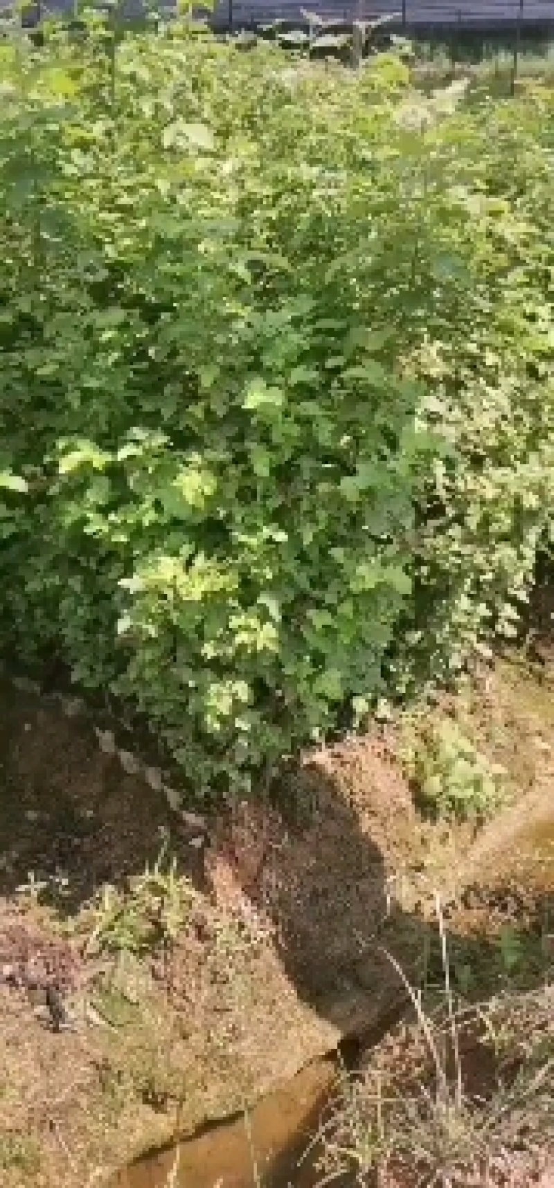 两年枫香小苗，1公分枫香，2公分枫香，3公分枫香，优质苗