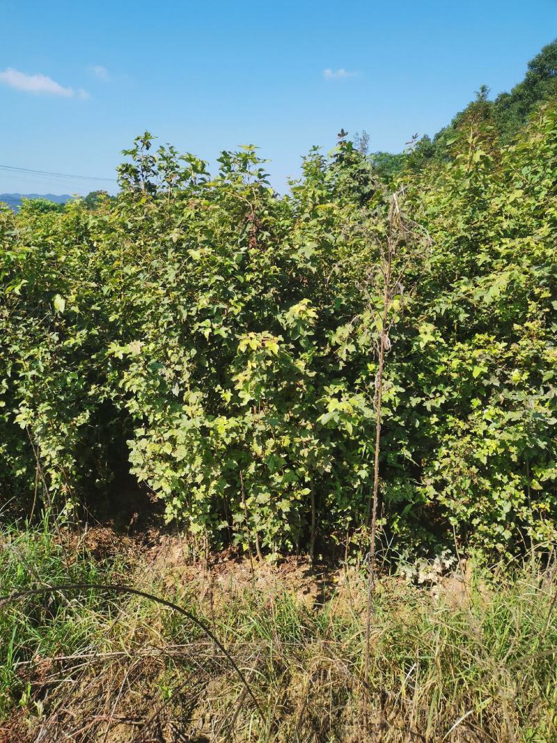 两年枫香小苗，1公分枫香，2公分枫香，3公分枫香，优质苗