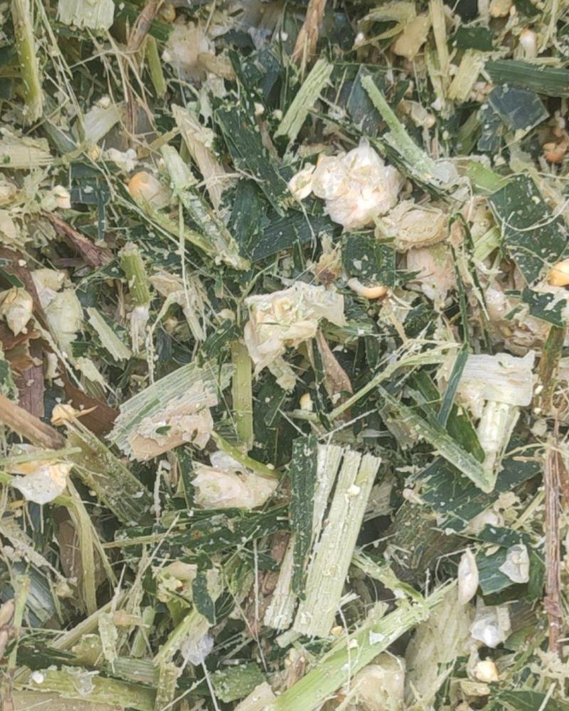 优质全株玉米秸秆