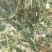 优质全株玉米秸秆