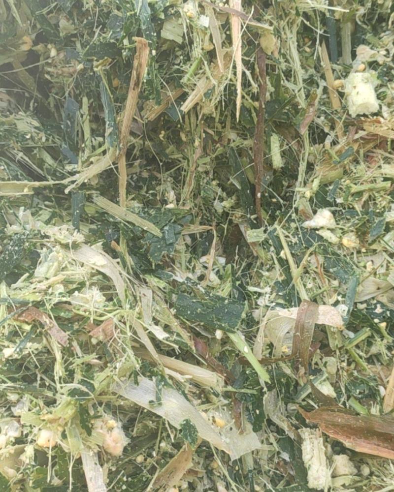 优质全株玉米秸秆