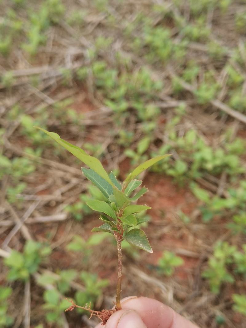 木荷芽苗，高度10公分以上，200万木荷芽苗销售，主营树