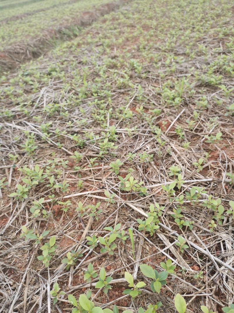 木荷芽苗，高度10公分以上，200万木荷芽苗销售，主营树