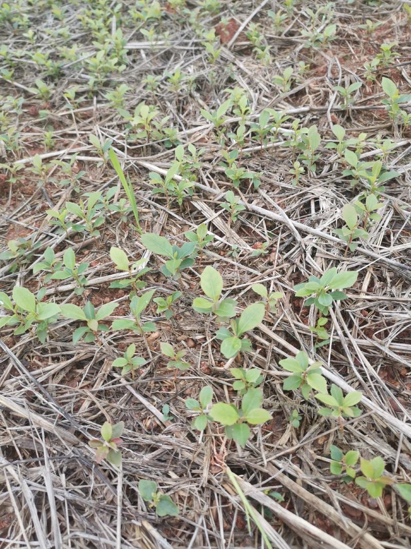 木荷芽苗，高度10公分以上，200万木荷芽苗销售，主营树