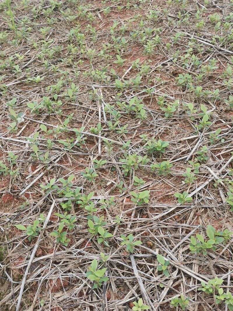 木荷芽苗，高度10公分以上，200万木荷芽苗销售，主营树