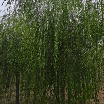 嫁接垂柳2/5/6/8/10公分规格齐全大量出售自家苗圃