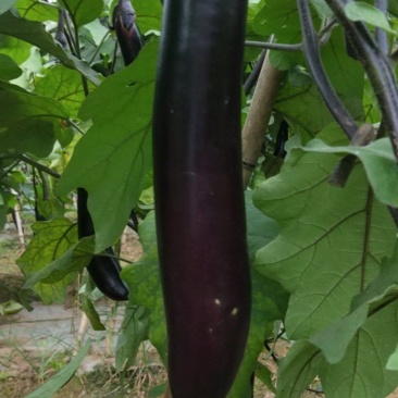 蔬菜茄子