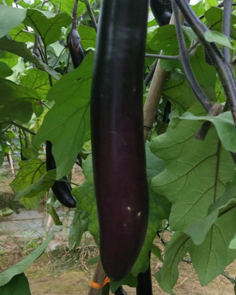 蔬菜茄子