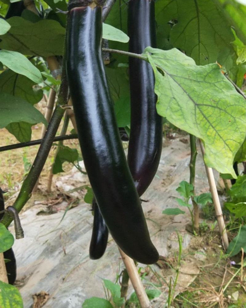 蔬菜茄子