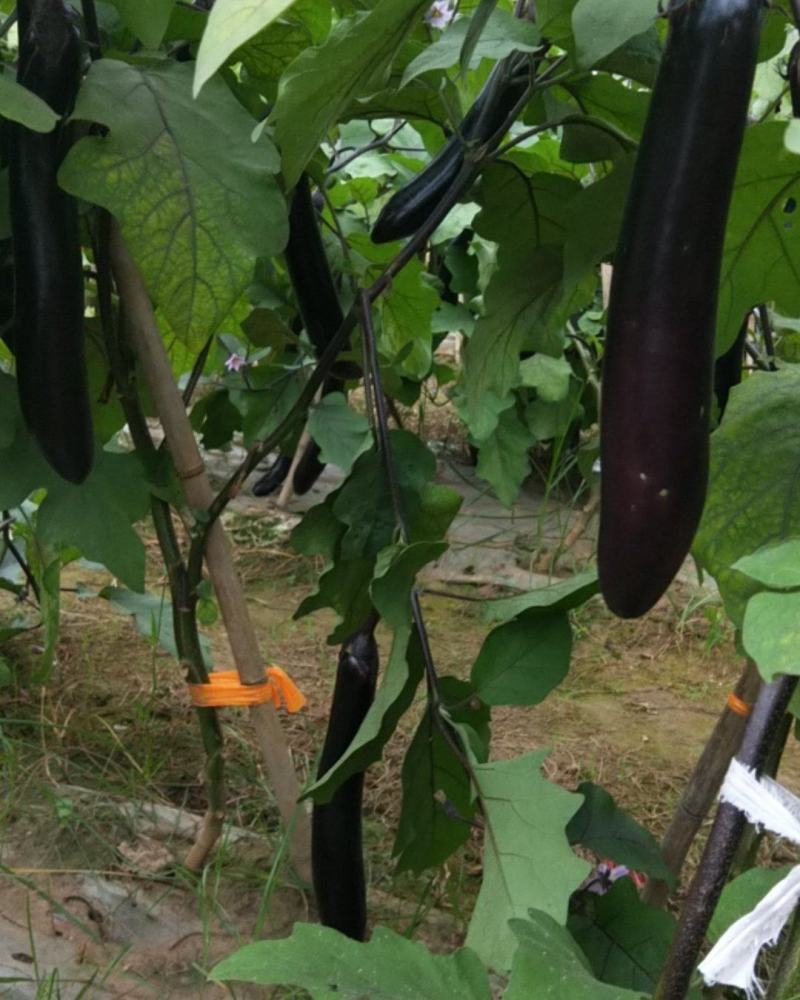 蔬菜茄子