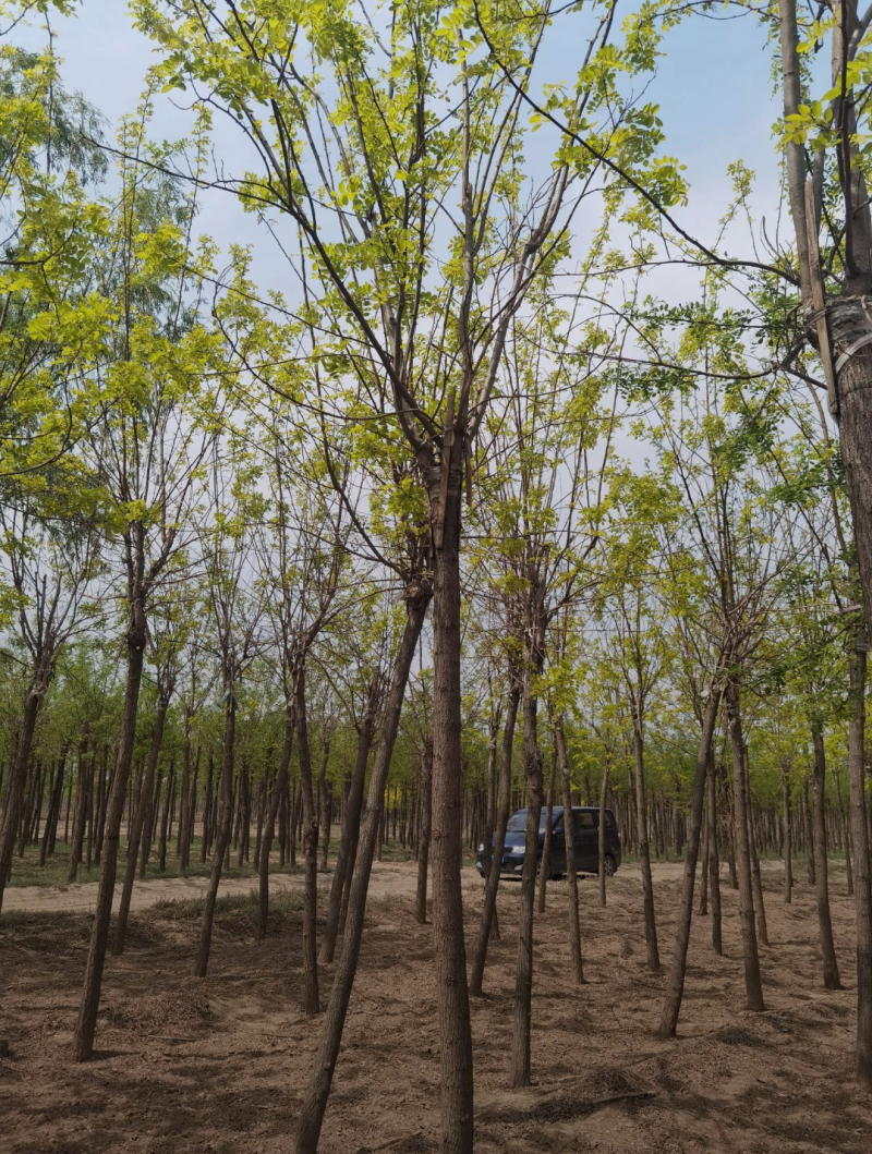 金叶刺槐2/3/4/5/6公分规格齐全大量出售自家苗圃一