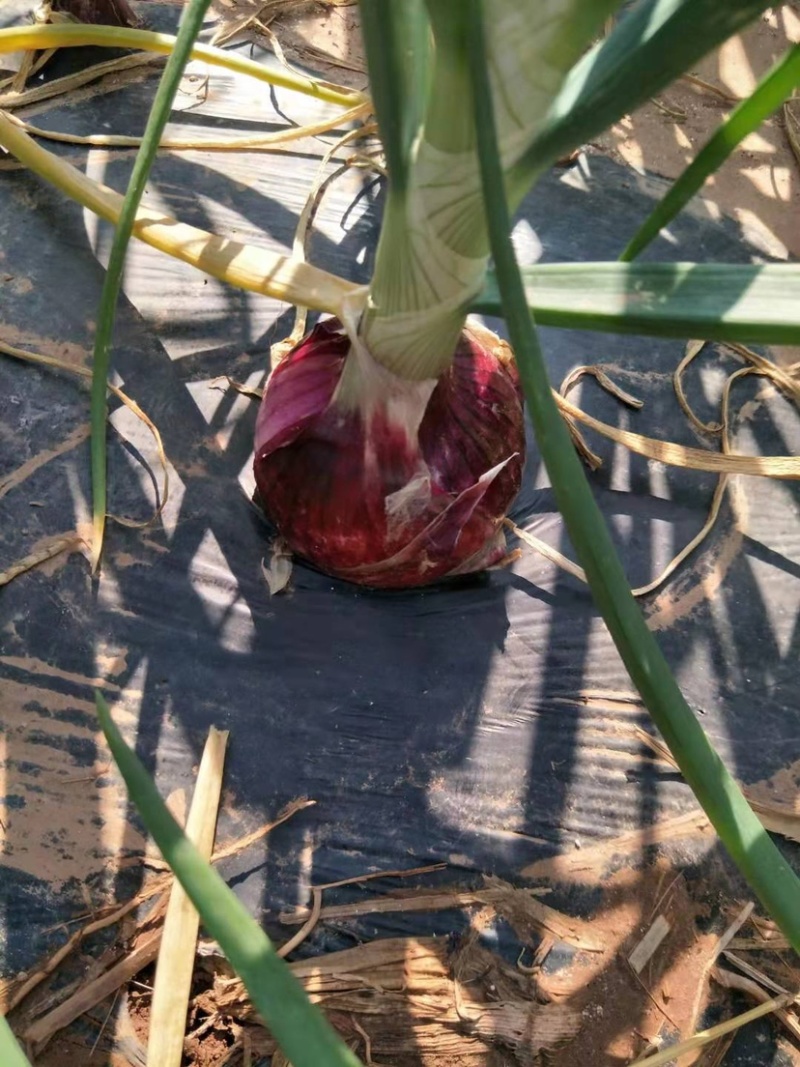 紫洋葱种子新种量大品种好，发芽率高，有碗口那么大
