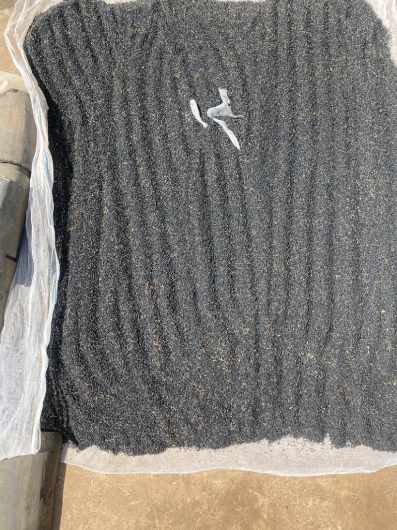 紫洋葱种子新种量大品种好，发芽率高，有碗口那么大
