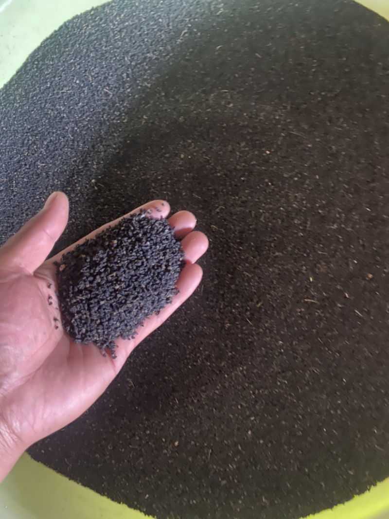 紫洋葱种子新种量大品种好，发芽率高，有碗口那么大