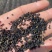 紫洋葱种子新种量大品种好，发芽率高，有碗口那么大