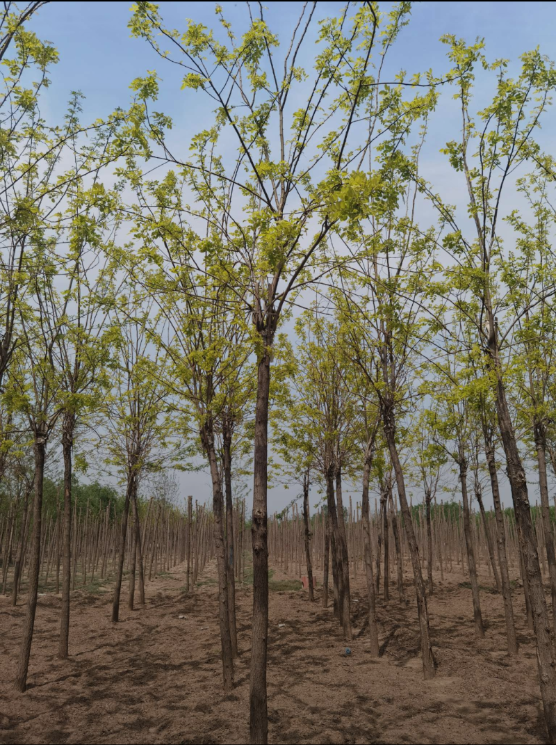 金叶刺槐7/8/10/12/15公分规格齐全大量出售自家