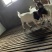 波尔山羊