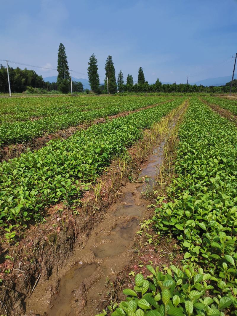 江南桤木小苗，芽苗，优质造林树种，基地主营品种