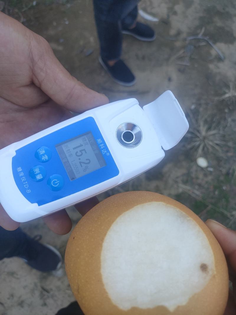 河北秋月梨大量上市，糖分高，口感好，果面干净，果园直采