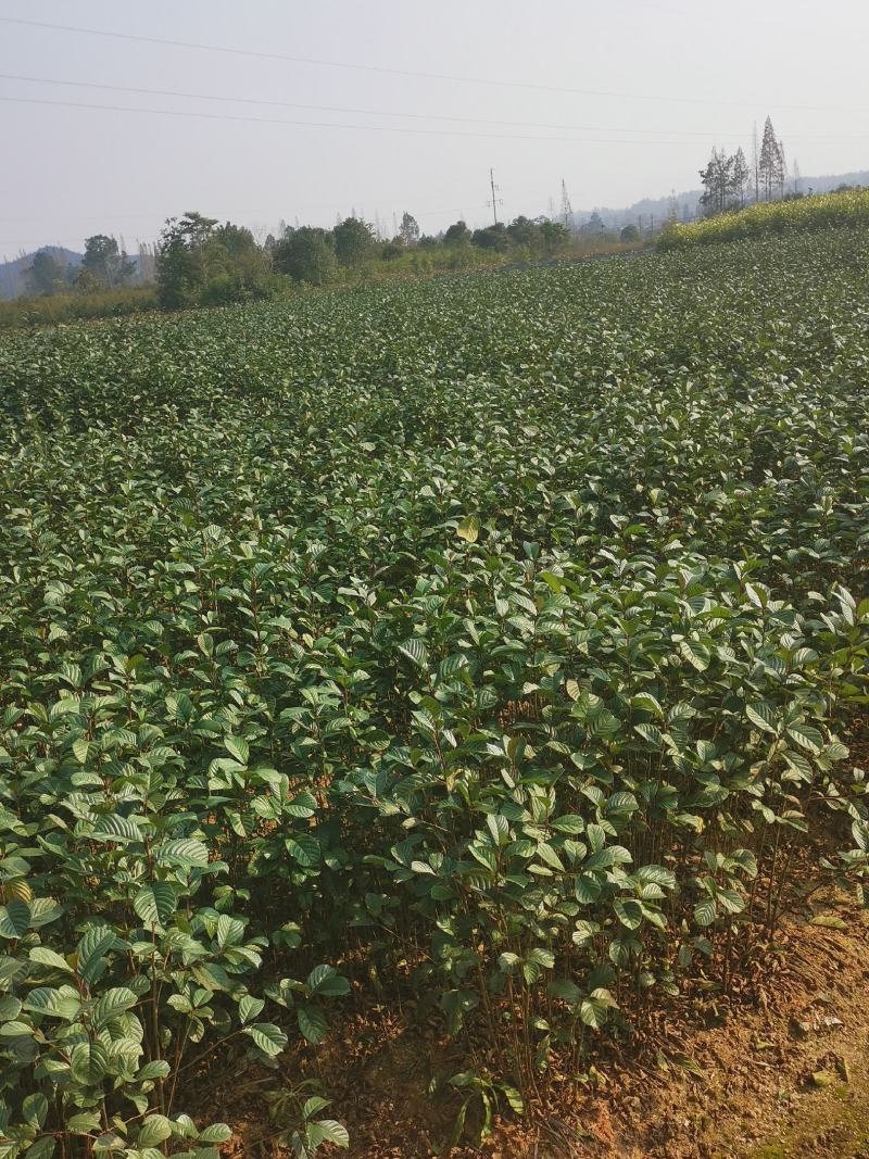 江南桤木小苗，芽苗，优质造林树种，基地主营品种
