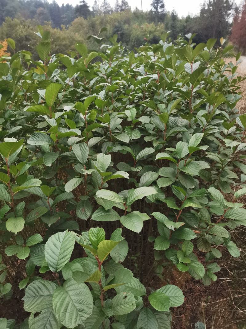 江南桤木小苗，芽苗，优质造林树种，基地主营品种