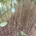江南桤木小苗，芽苗，优质造林树种，基地主营品种