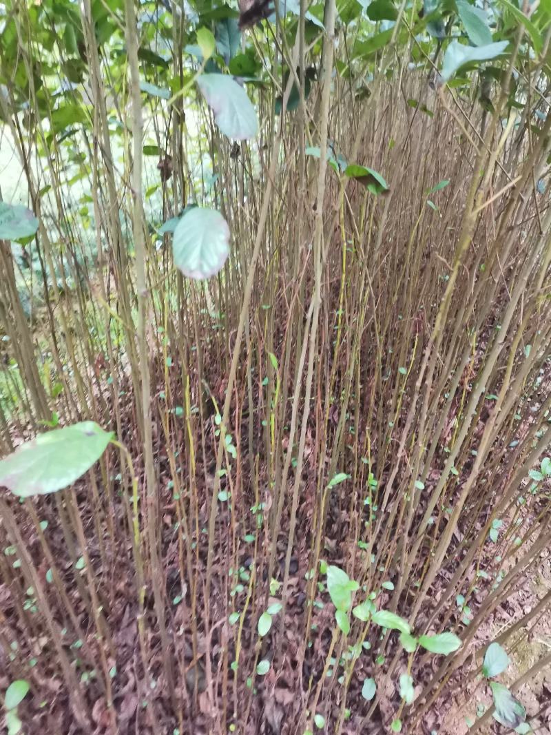 江南桤木小苗，芽苗，优质造林树种，基地主营品种