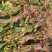 江南桤木小苗，芽苗，优质造林树种，基地主营品种