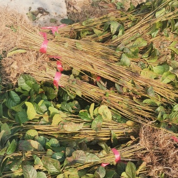 江南桤木小苗，芽苗，优质造林树种，基地主营品种