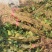 江南桤木小苗，芽苗，优质造林树种，基地主营品种