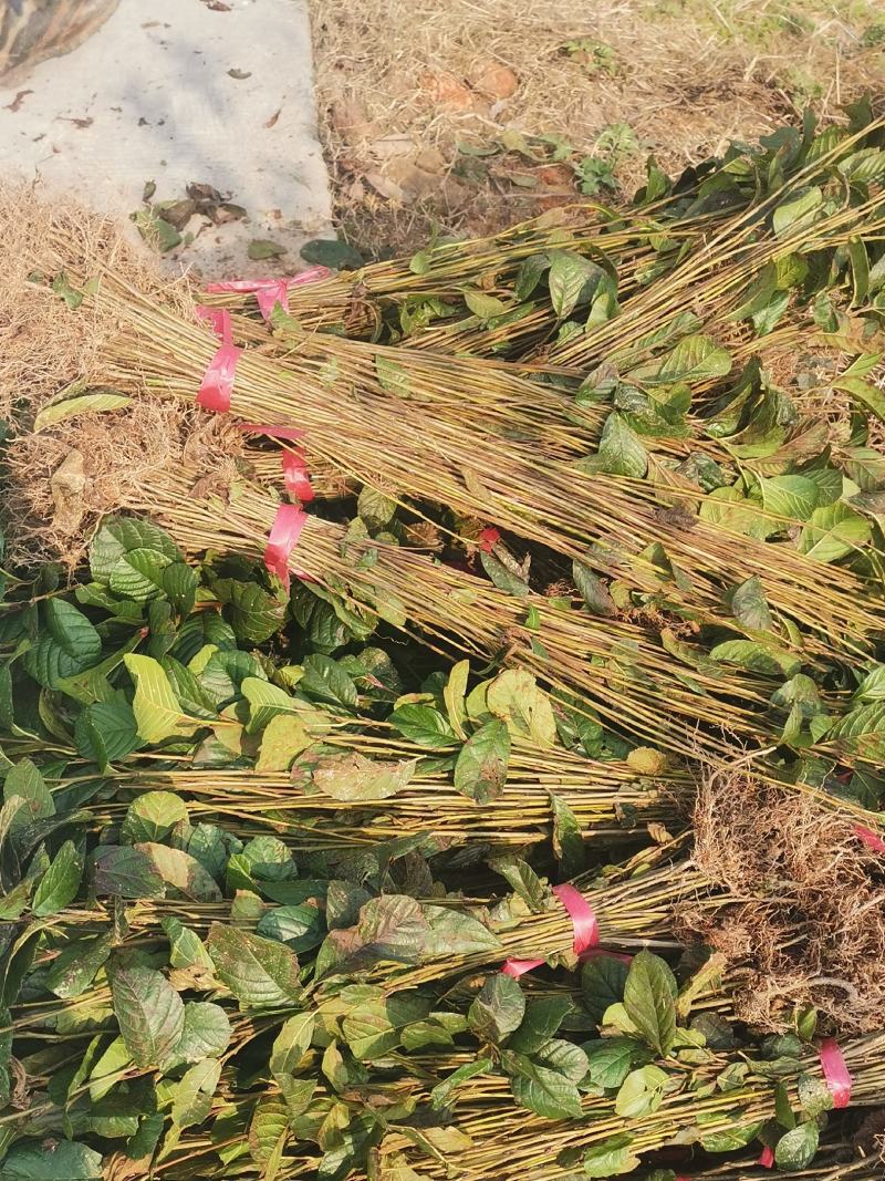 江南桤木小苗，芽苗，优质造林树种，基地主营品种