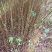江南桤木小苗，芽苗，优质造林树种，基地主营品种