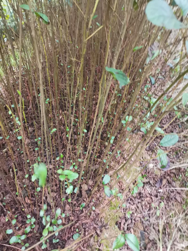 江南桤木小苗，芽苗，优质造林树种，基地主营品种