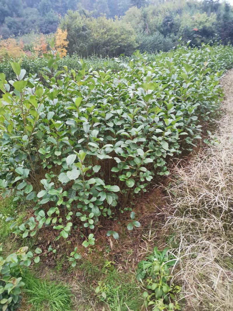 江南桤木小苗，芽苗，优质造林树种，基地主营品种
