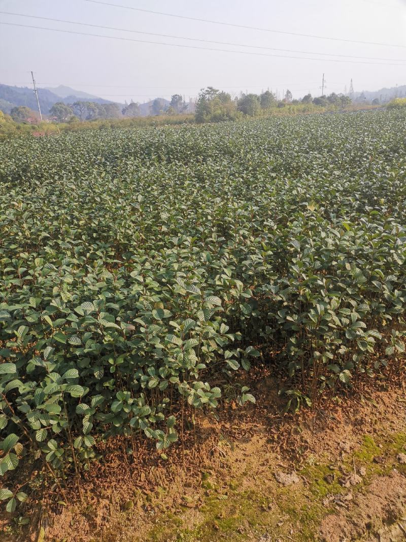 江南桤木小苗，芽苗，优质造林树种，基地主营品种