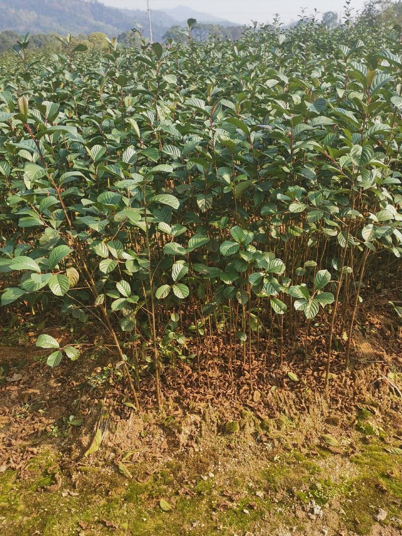 江南桤木小苗，芽苗，优质造林树种，基地主营品种