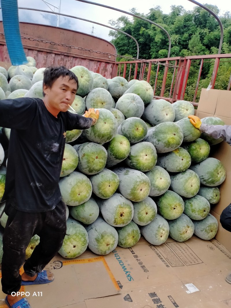 冬瓜快到尾期了。需要的老板赶紧联系啊！在过一久就没有了