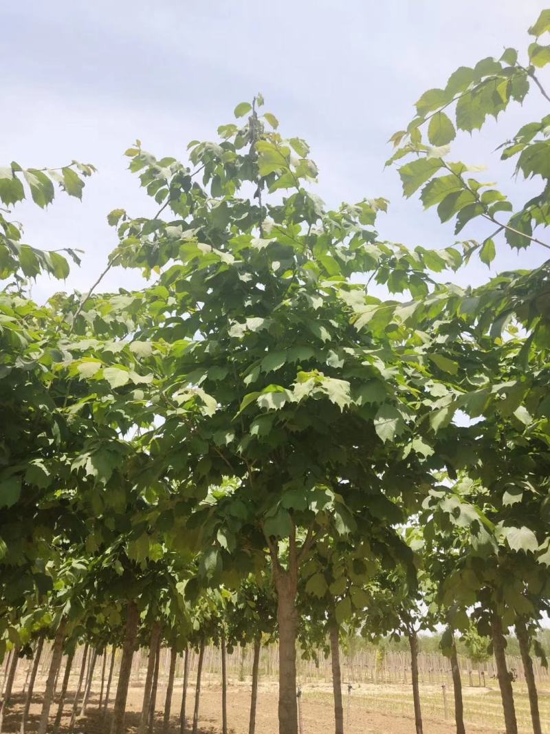 大叶榆5/6/7/8/9公分规格齐全大量出售自家苗圃一手