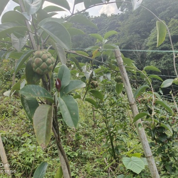 黑老虎