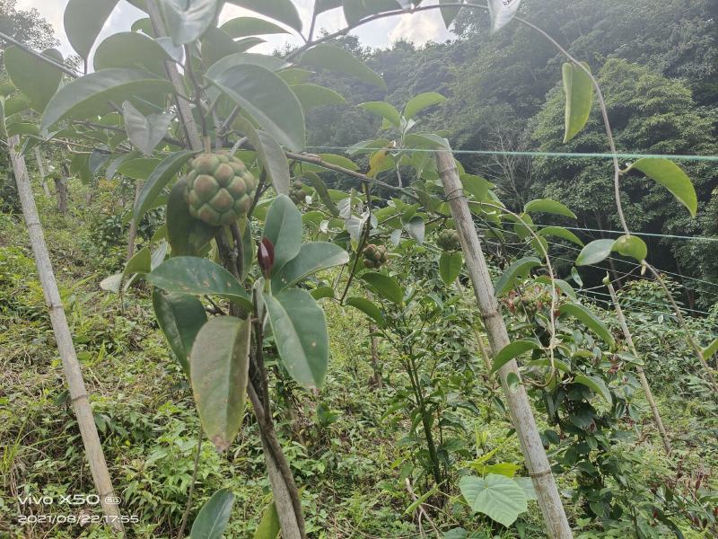 黑老虎