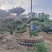 造型松
