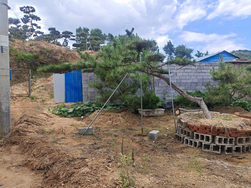 造型松