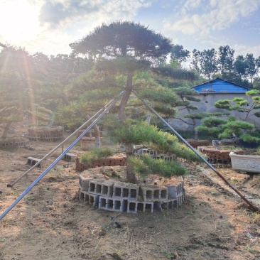 造型松