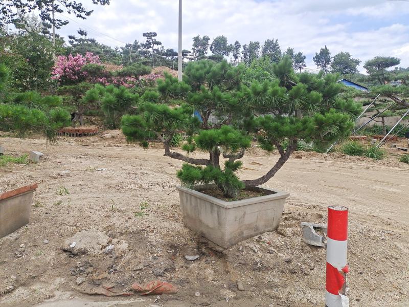 造型松