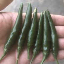 小米椒，青米椒朝天椒每天可采摘1万斤
